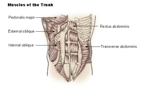 Exercise, Sit-up (3)