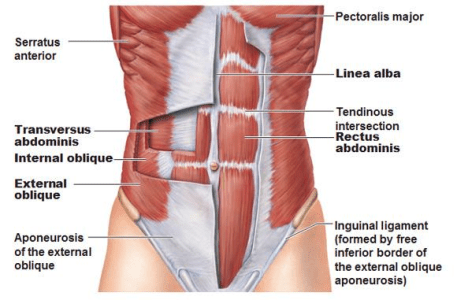 Picture, Muscles of the Abdominal Wall