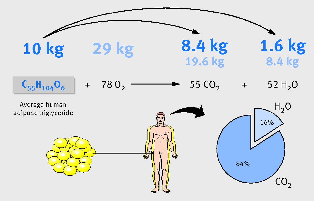 Figure 2: When somebody loses 10 kg of fat (triglyceride), 8.4 kg is exhaled as CO2. The remainder of the 28 kg total of CO2 produced is contributed by inhaled oxygen. Lungs are therefore the primary excretory organ for weight loss. (This calculation ignores fat that may be excreted as ketone bodies under particular (patho)physiological conditions or minor amounts of lean body mass, the nitrogen in which may be excreted as urea).
