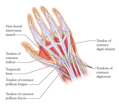 Hand, Tendons
