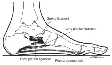 Figure 01, Plantar Fasciitis, Anatomy of the Foot