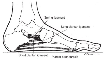 Figure 01, Plantar Fasciitis, Anatomy of the Foot