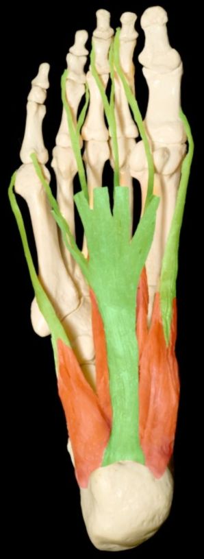 Figure 2: Anatomy of the plantar fascia.