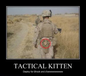 Surprise, Tactical Kitten