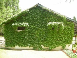 Side View of the Office of the Commandant ASPT, Pakistan Army.
